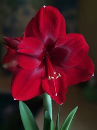 Close-up of red flower