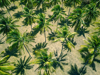 Palm trees by plants