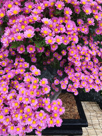 High angle view of pink flowering plants