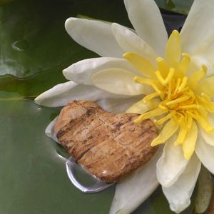 Close-up of white and yellow flower in water