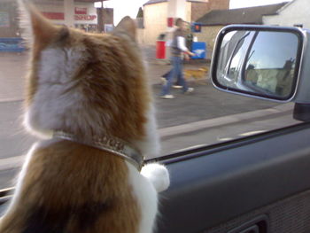 Close-up of dog