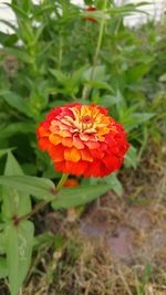 Close-up of red poppy flower