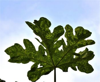 Low angle view of green leaves against clear sky