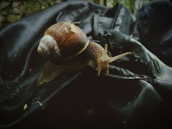 Close-up of snail