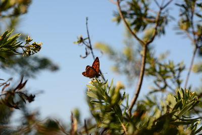 Low angle view of butterfly perching on tree