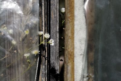 Close-up of flowering plant by door