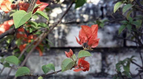 Close-up of red leaves on plant