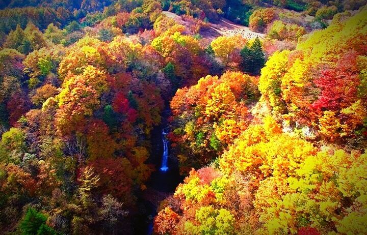 CLOSE-UP OF AUTUMN LEAVES ON TREE