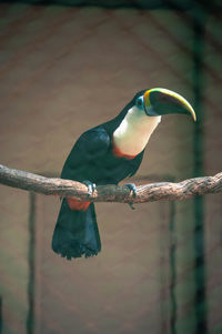 Close-up of bird perching on a fence