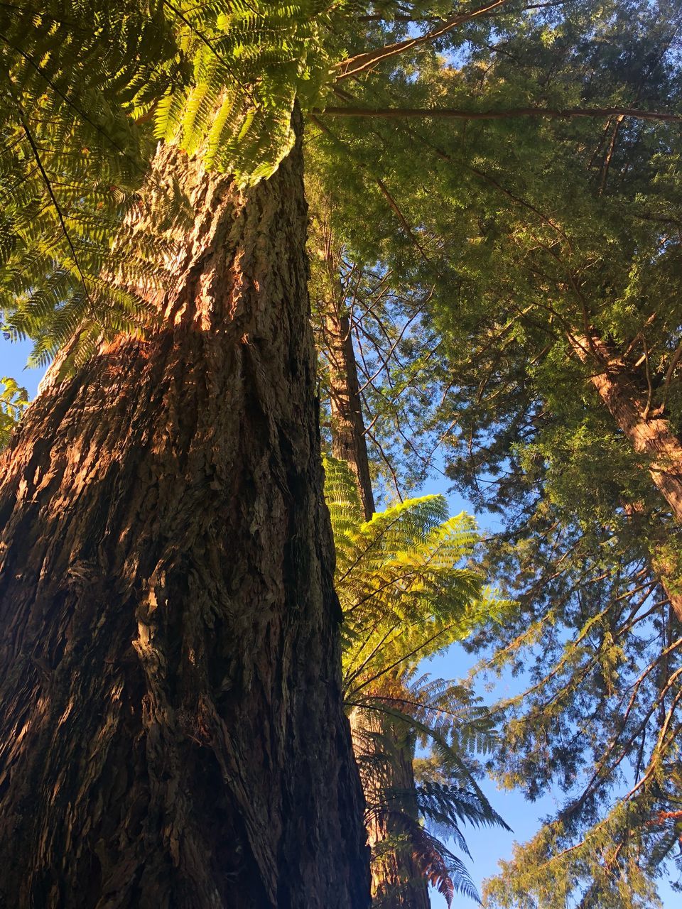 LOW ANGLE VIEW OF TREES IN FOREST