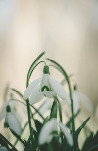 Close-up of white flowering plant