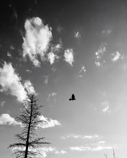 Low angle view of eagle flying against sky