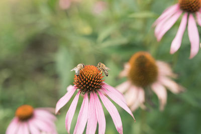 Close-up of insect pollinating on flowers