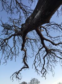 Low angle view of bare tree against clear sky