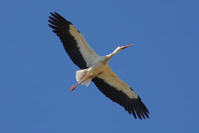 Low angle view of bird flying against clear blue sky