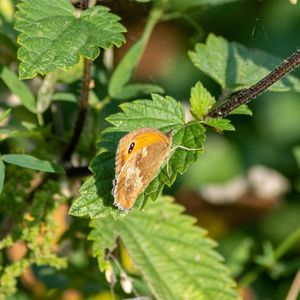 Close-up of butterfly on leaf