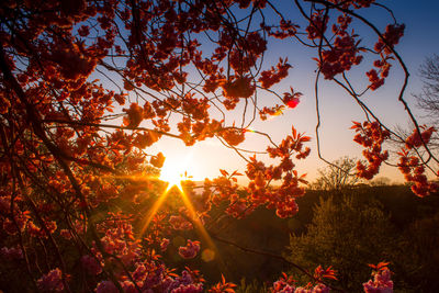 Scenic view of flowering tree against sky during autumn