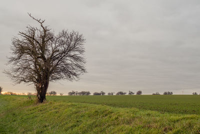 Tree on field against sky