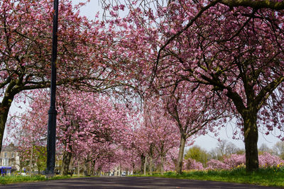 View of cherry blossom trees in park