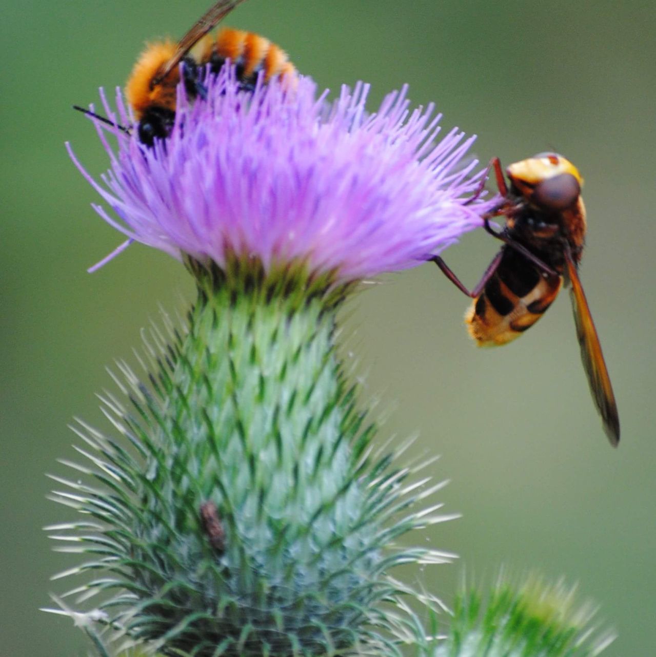 insect, flower, animal themes, nature, animals in the wild, close-up, no people, beauty in nature, growth, one animal, fragility, green color, day, purple, plant, focus on foreground, freshness, outdoors, animal wildlife, flower head, bee, pollination, thistle