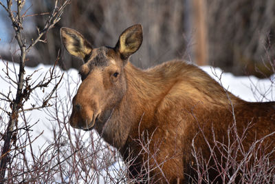 Close-up of deer on snow covered land