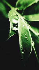 Close-up of green insect on plant