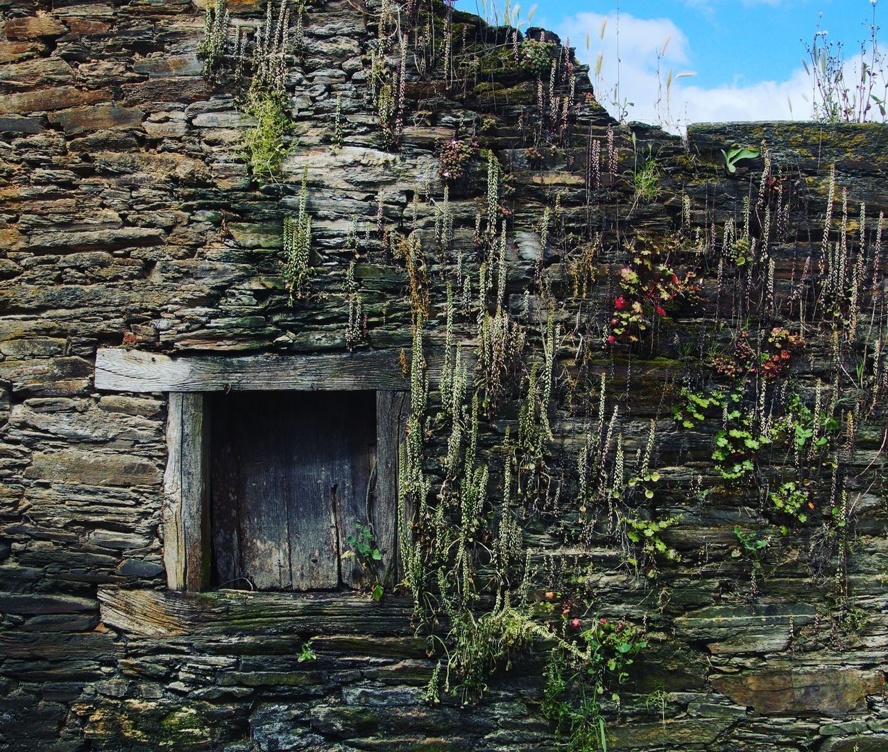 PLANTS GROWING ON OLD ABANDONED HOUSE