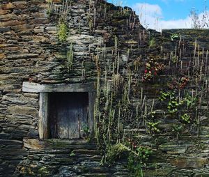 Plants growing on old abandoned building