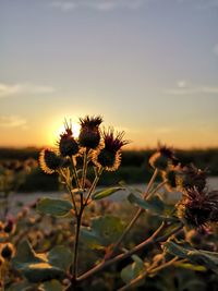 Close-up of flowering plant against sky during sunset