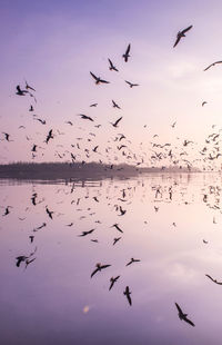 Flock of birds flying over lake against sky during sunset