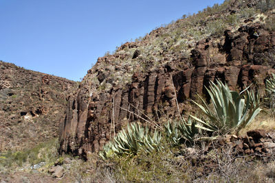 Plants growing on rocks against clear sky