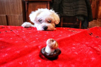 Portrait of dog relaxing on red sofa