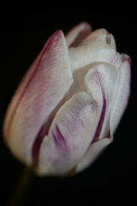 Close-up of pink rose