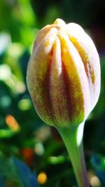 Close-up of flower against blurred background