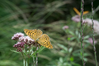 Close-up of butterfly on purple flower