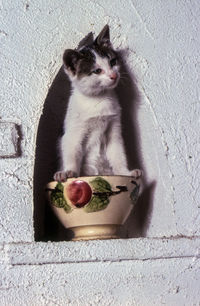 Cat looking away while sitting on container in niche