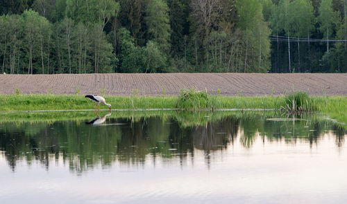 Stork drinking water in calm lake