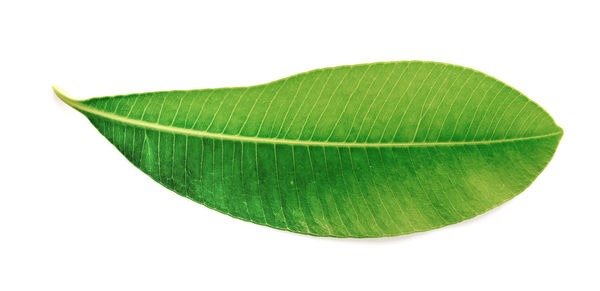 Close-up of green leaves over white background