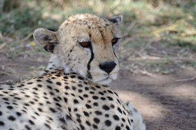 Close-up of a cat on field