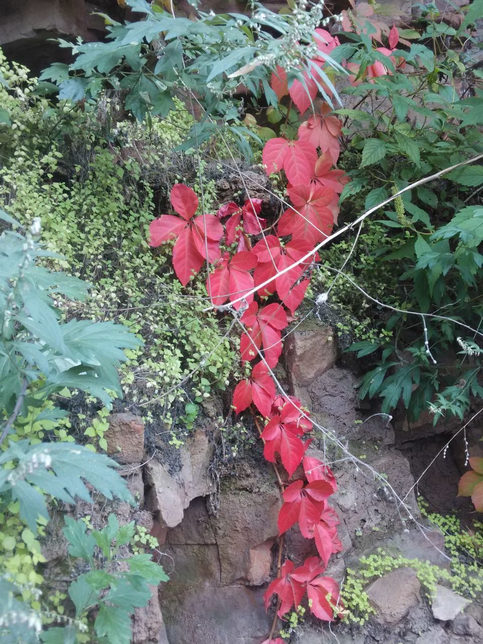 red, leaf, plant, growth, nature, autumn, beauty in nature, change, season, high angle view, day, outdoors, leaves, close-up, fragility, growing, tranquility, rock - object, flower, no people