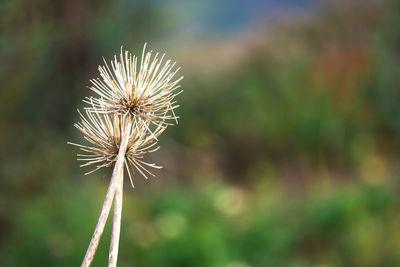 plant
