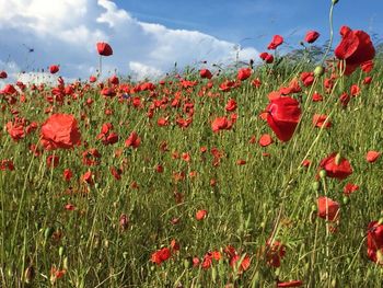 Red poppy flowers blooming on field