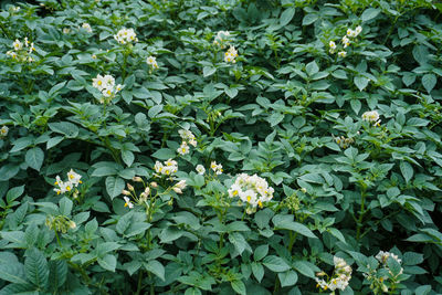 High angle view of flowering plants in park