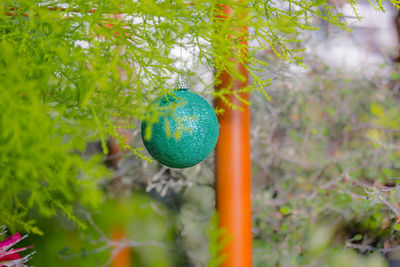 Close-up of dead plant hanging on tree