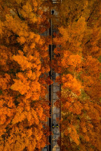 Directly above view of orange autumn trees at park