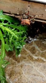 High angle view of fresh plants in water