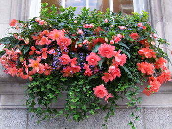 Flowers growing on plant