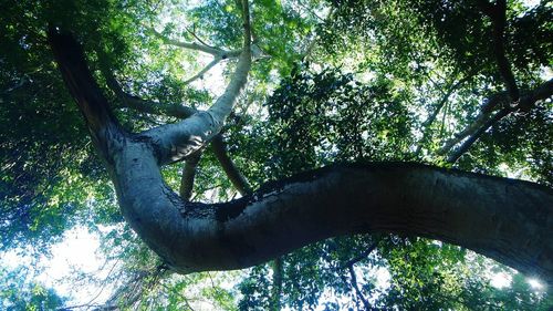 Low angle view of trees in forest