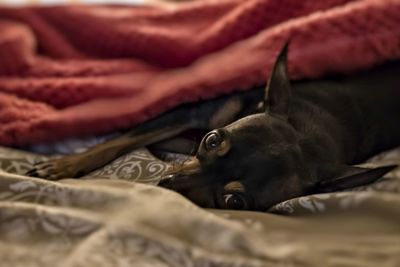 Close-up of dog relaxing on bed