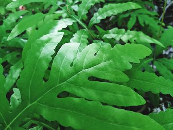 Full frame shot of fresh green leaves